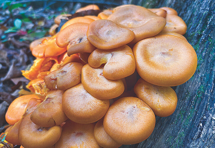 Jack-o’-lanterns
